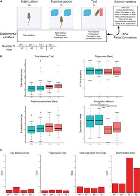 Social Factors Influence Behavior in the Novel Object Recognition Task in a Mouse Model of Down Syndrome